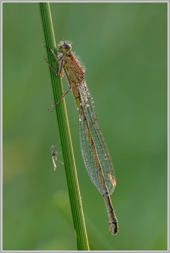 Große Pechlibelle (Ischnura elegans)