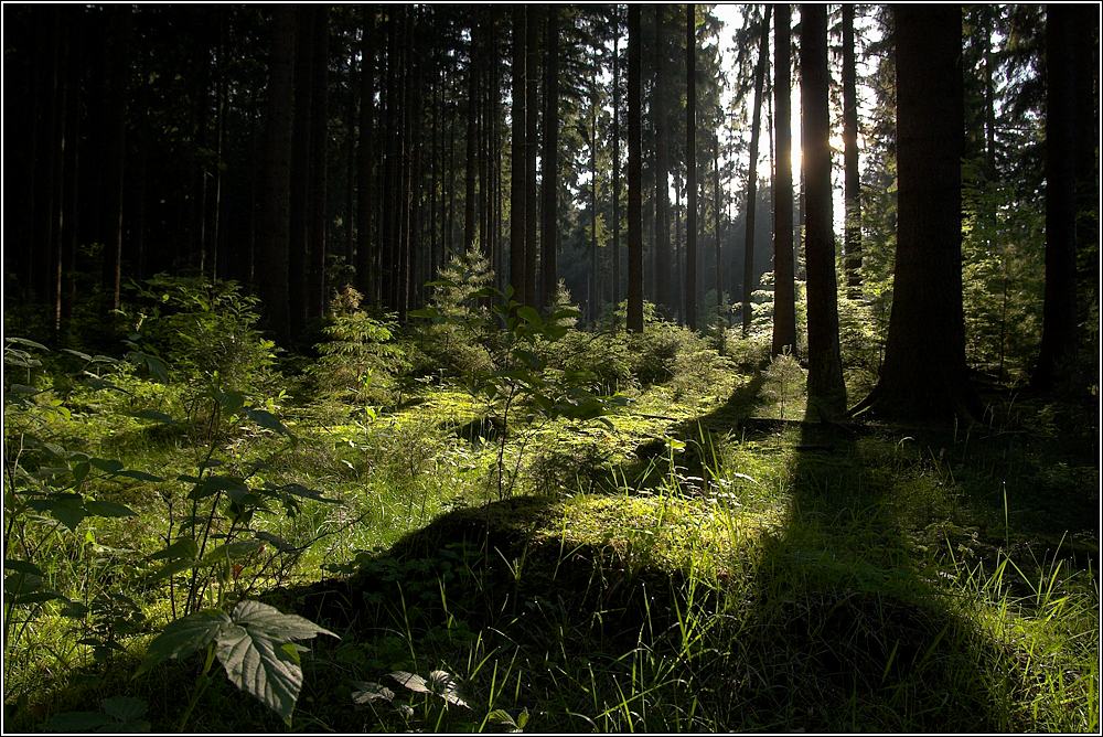 Pfälzer Wald KD