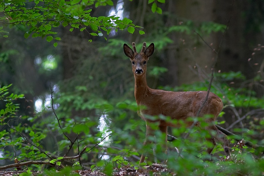 Rehbock im Hochwald   -   ND