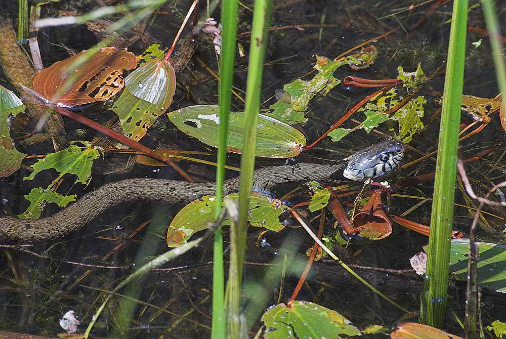Ringelnatter auf der Wasserpirsch ND