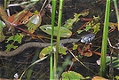 Ringelnatter auf der Wasserpirsch ND