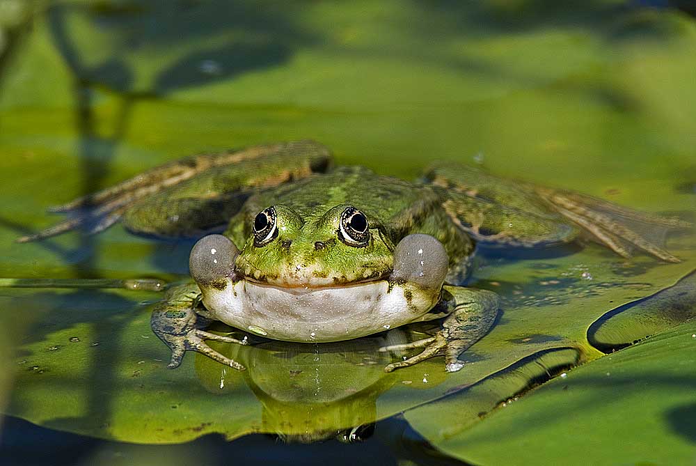 Wasserfrosch (Rana esculenta)