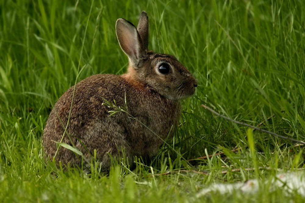 ND Hase