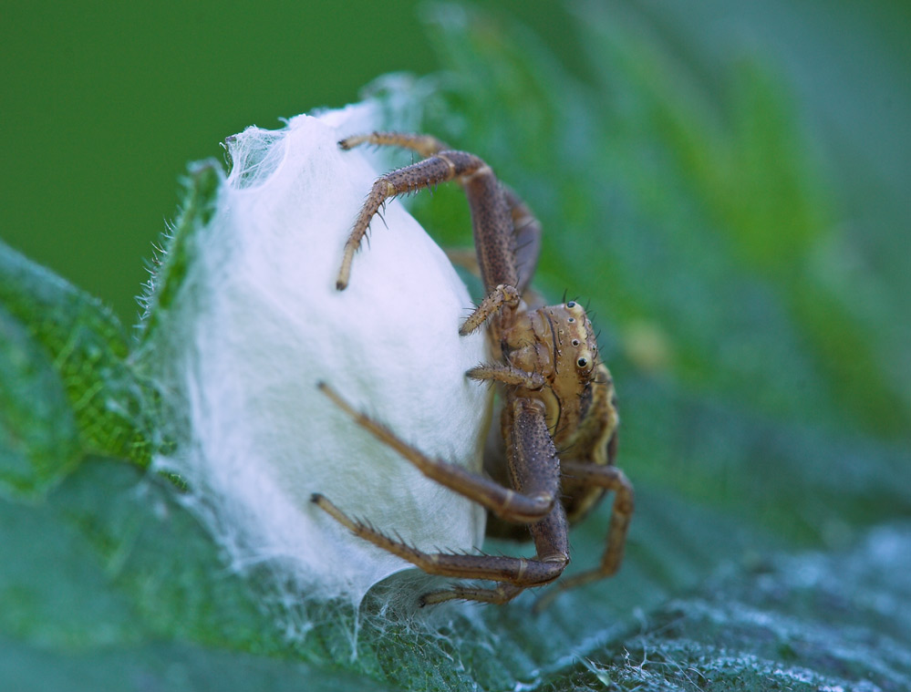 ND: Krabbenspinne mit Kokon
