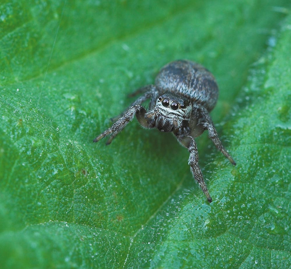 ND:Springspinne