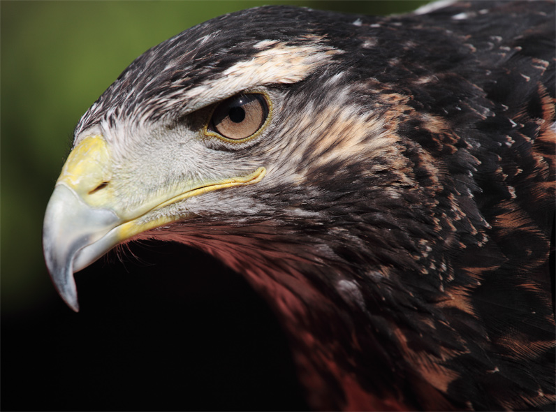 Adler-Portrait ZO