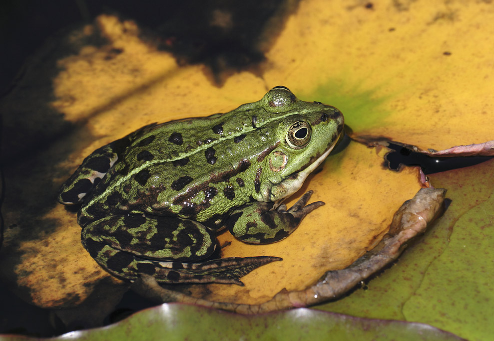 Teichfrosch ND