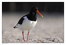 Austernfischer (Haematopus ostralegus)