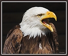 Weißkopfseeadler - ZO