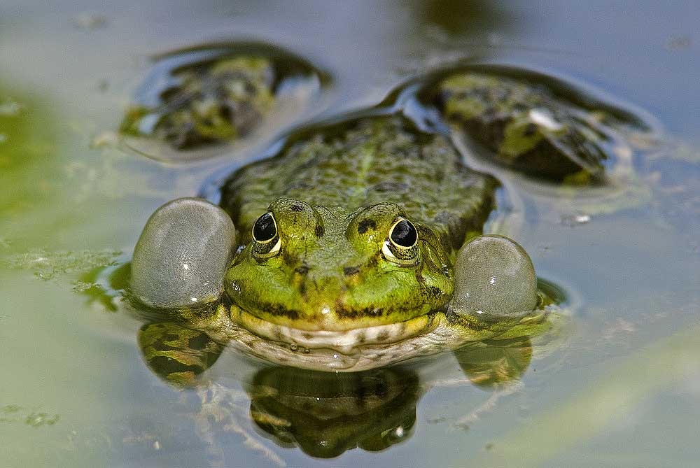 Wasserfrosch