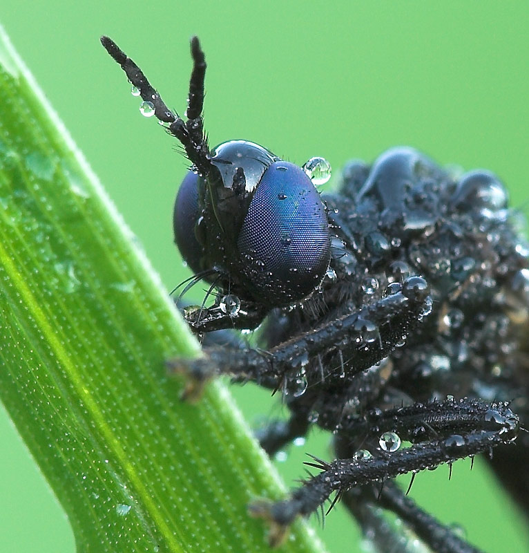 ND: Auge in Auge mit der Raubfliege