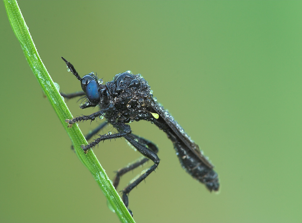 ND: schwarze Habichtsfliege