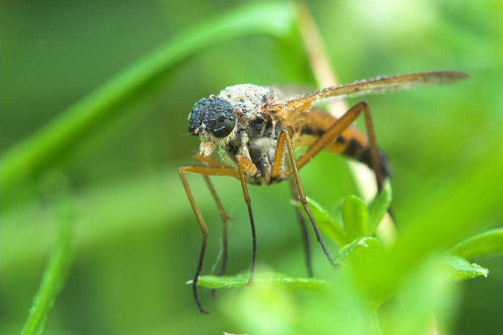 ND: Schnepfenfliege