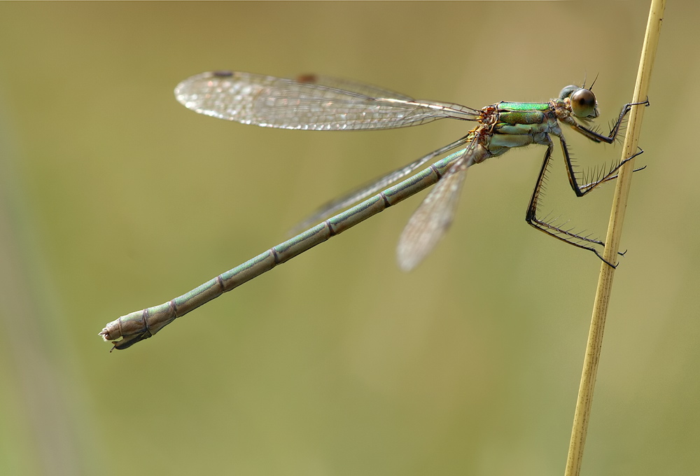 Gemeine Teichjungfer (Lestes sponsa) ND