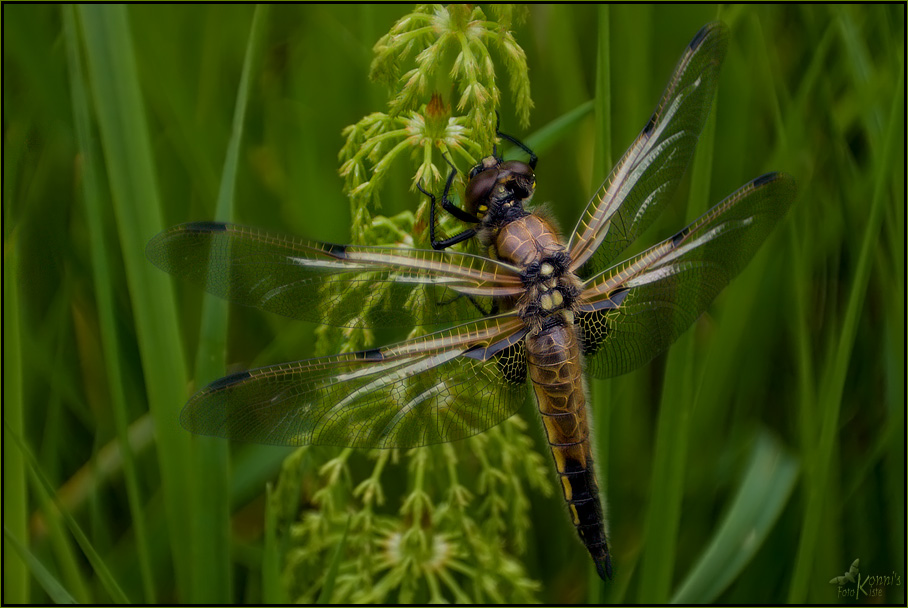 Vierfleck, Libellula quadrimaculata ND