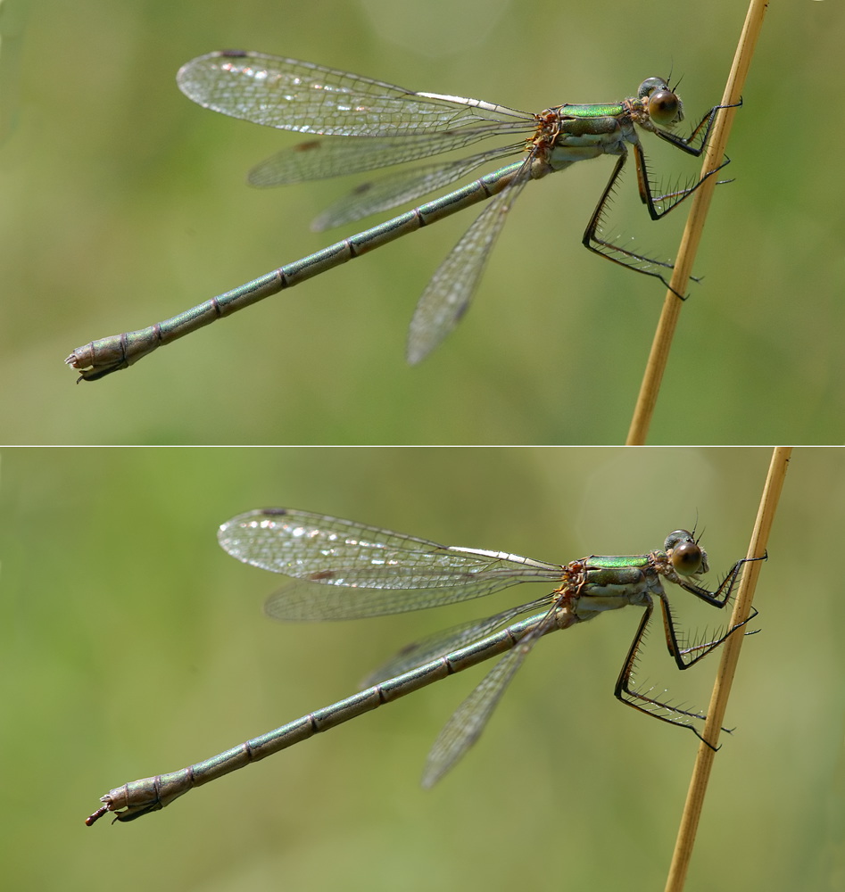 Erektion? (Forum für Naturfotografen)