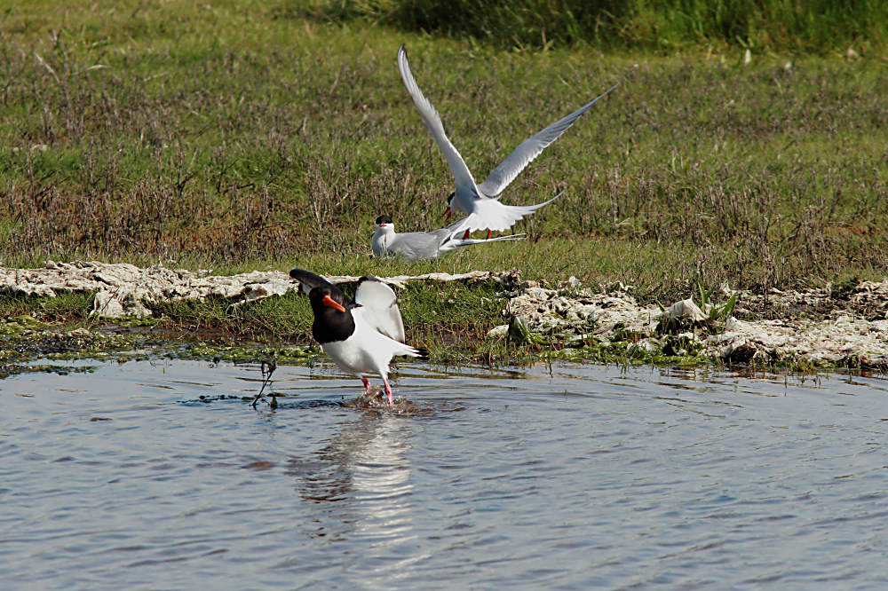 Küstenseeschwalbe Angriff ND