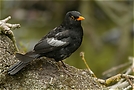 ND Amsel