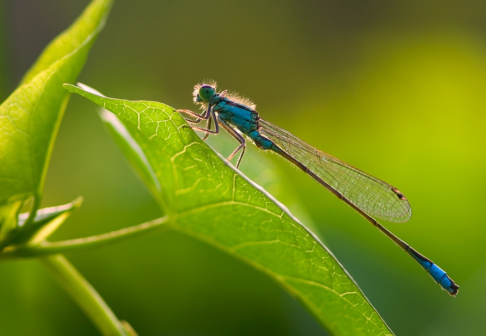 Kleine Pechlibelle [Ischnura pumilio] ND