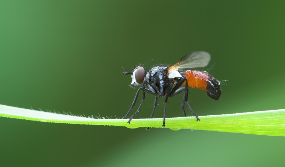 ND: Raupenfliege