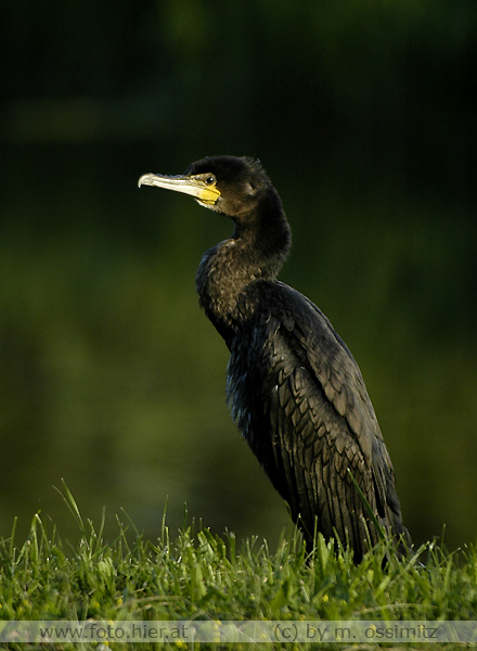 Kormoran in Ungarn!