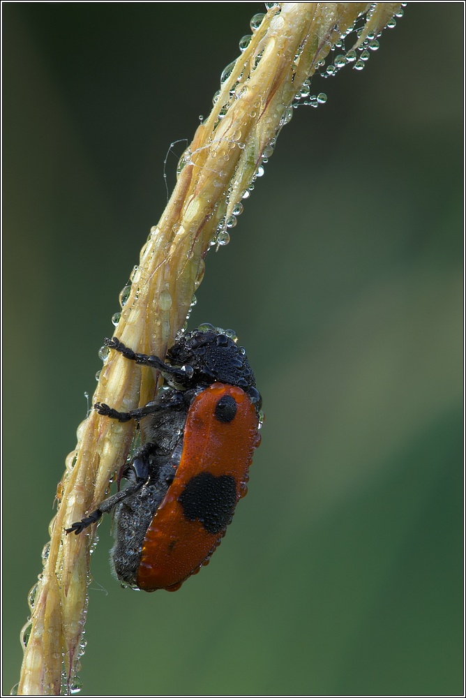 Clytra laeviuscula KD