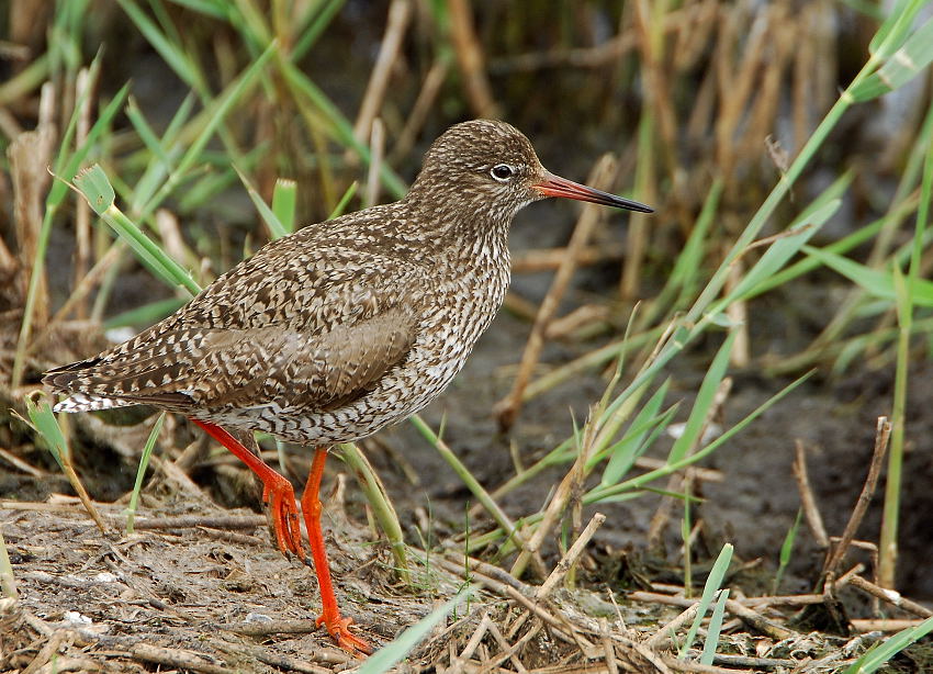 Rotschenkel (Forum für Naturfotografen)