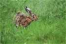 Feldhasen (Lepus europaeus)