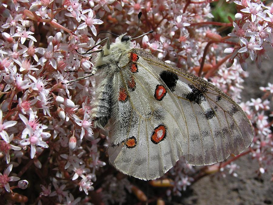 Apollofalter (Parnassius apollo) ND