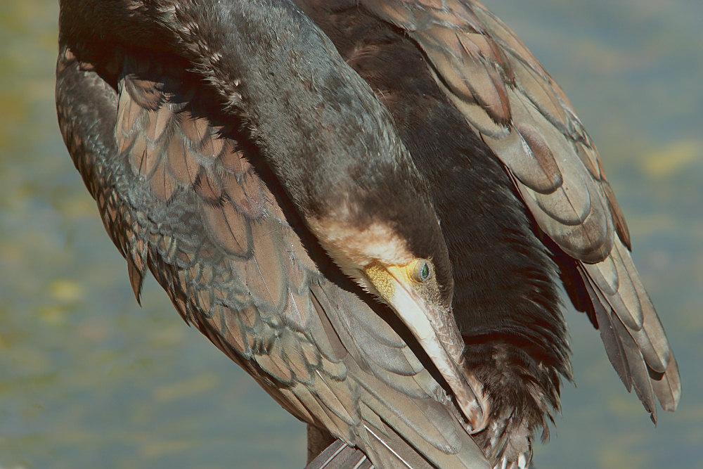 Kormoran ND