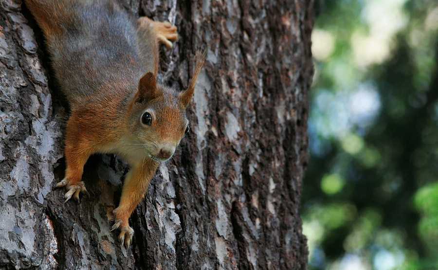 Frühjahrshörnchen