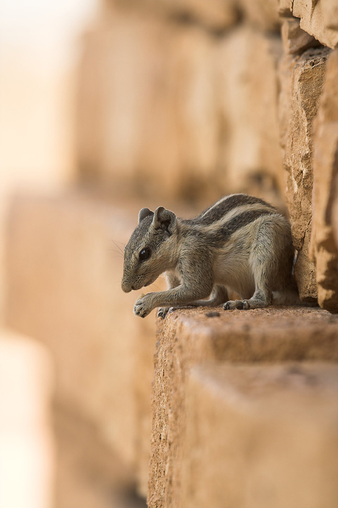 ND: Hörnchen