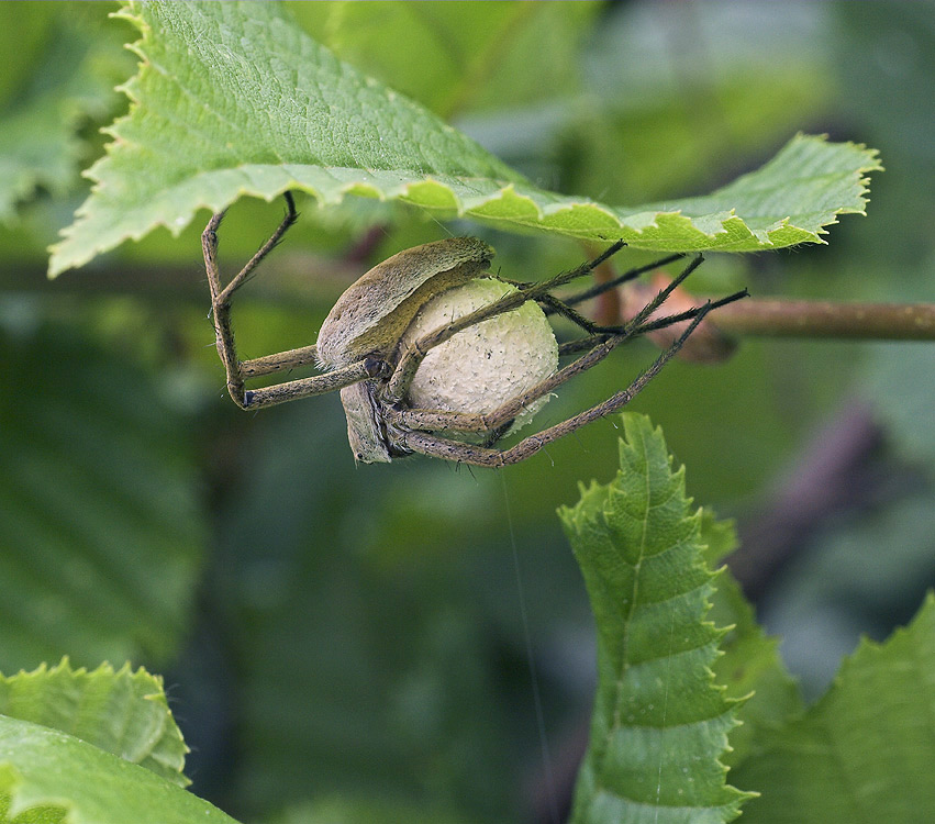 Jagdspinne mit Eikokon ND