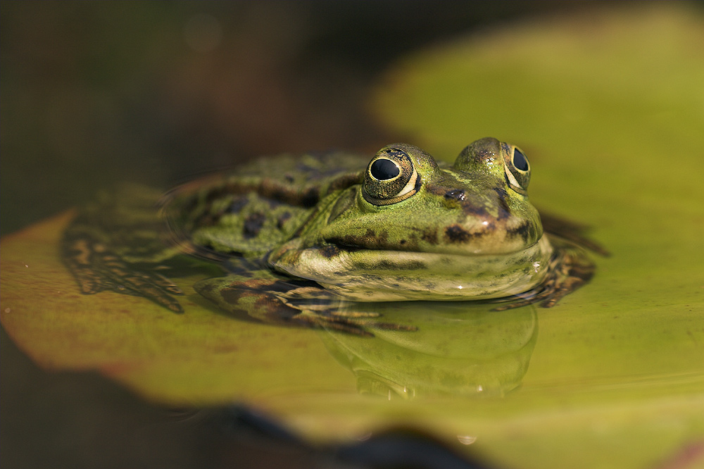 Teichfrosch ND