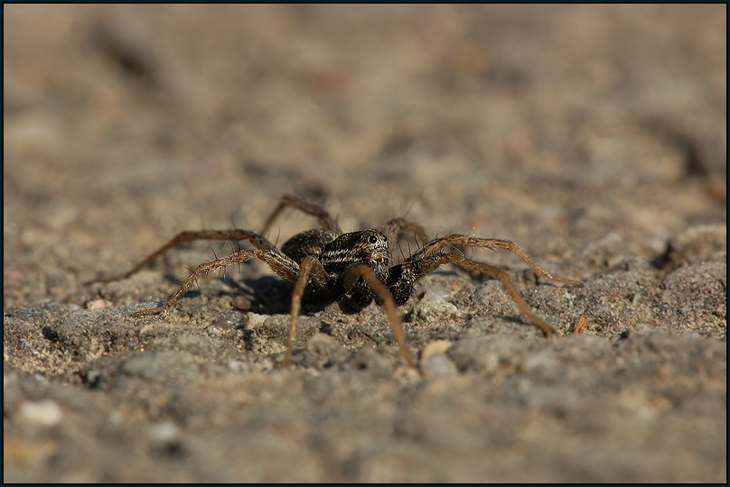 ND Spinne