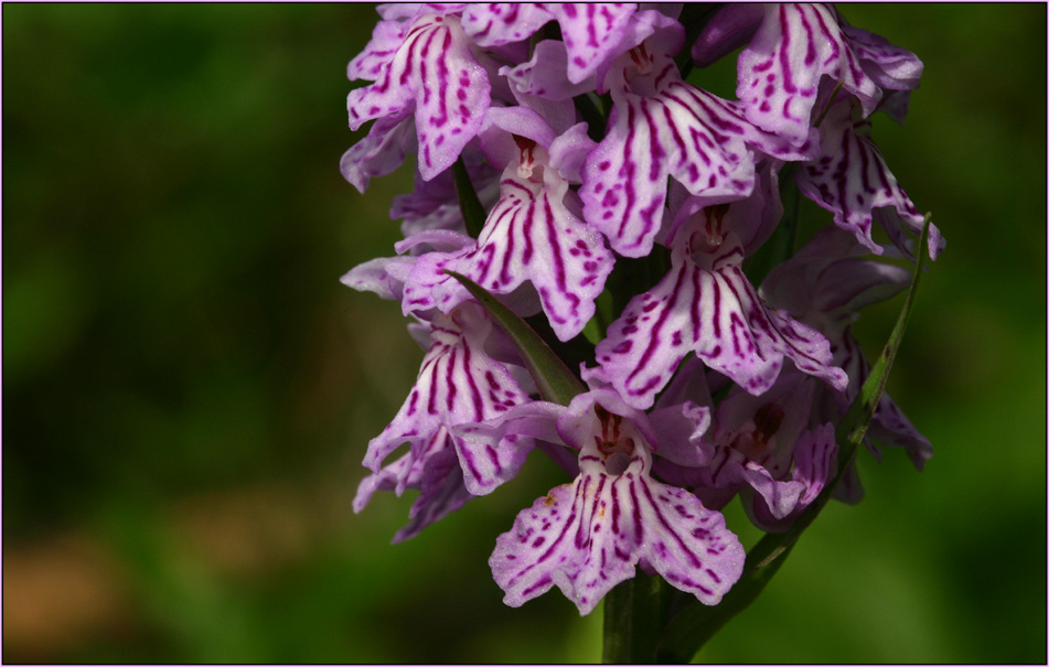 Dactylorhiza maculata, ND