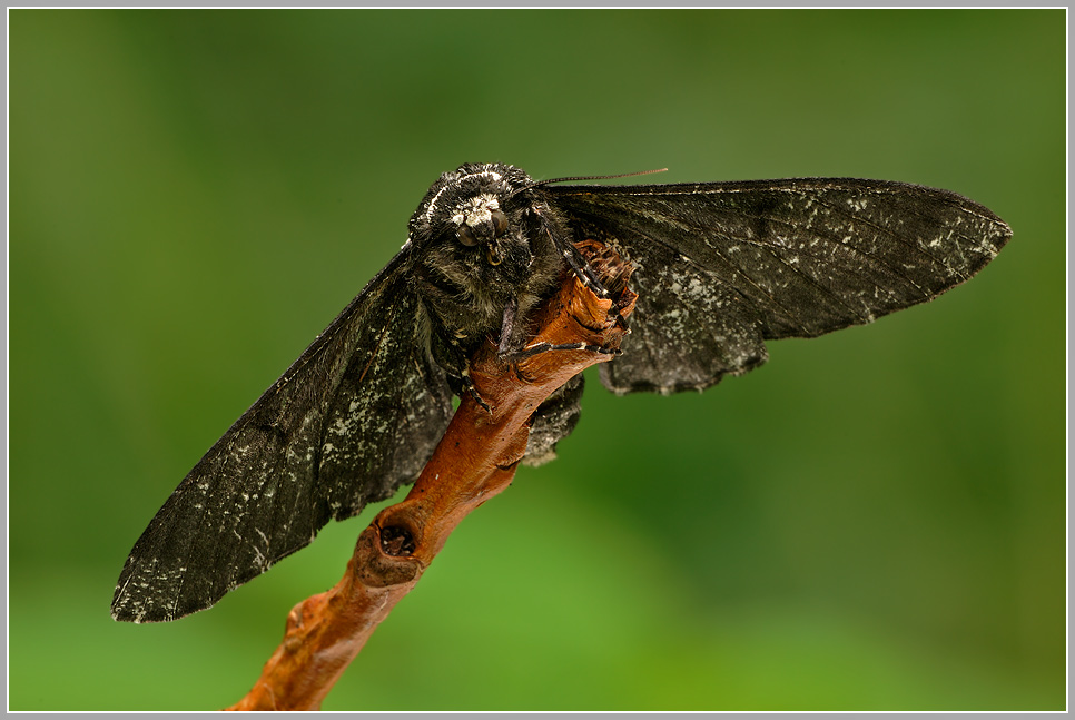 Birkenspanner (Biston betularia)