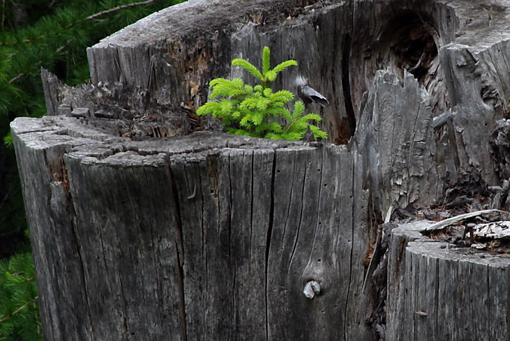 Junger Baum