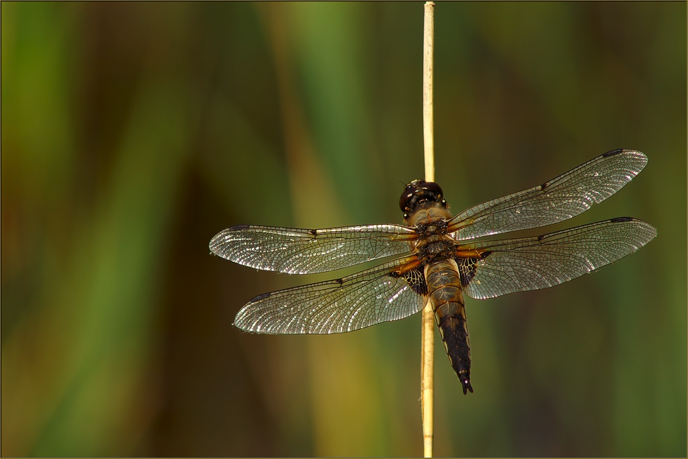 Vierfleck (Libellula quadrimaculata) [ND]