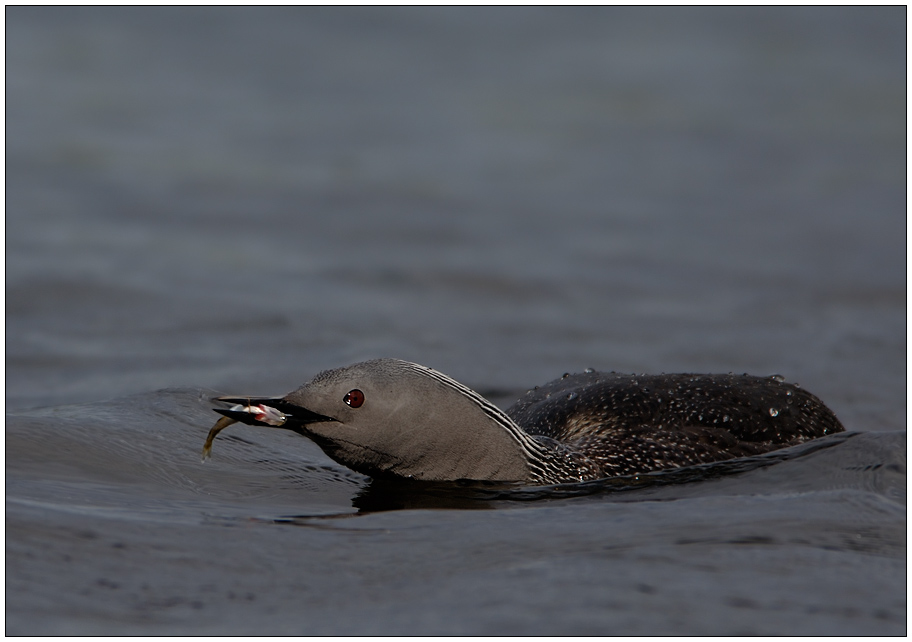 Sterntaucher mit Fisch [ND]