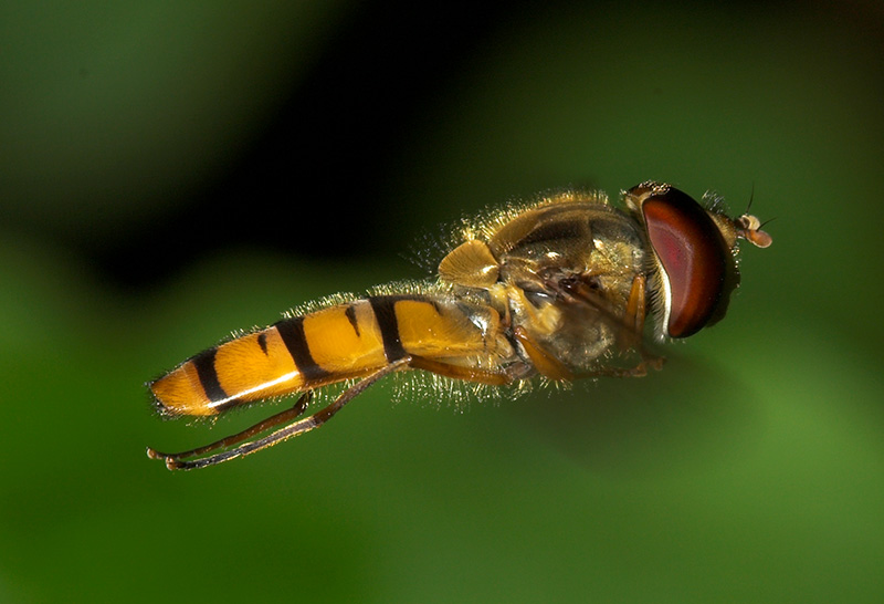Schwebefliege (ND)