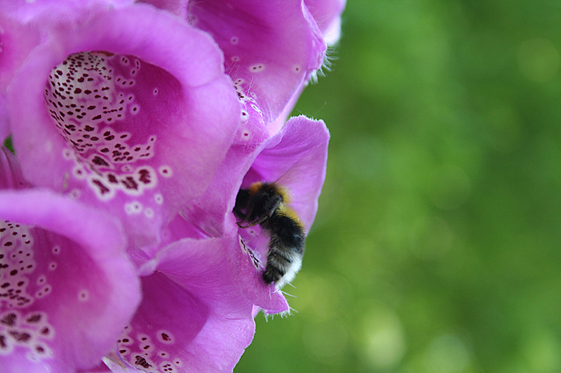 ND: Gartenhummel (Bombus hortorum)