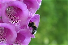 ND: Gartenhummel (Bombus hortorum)
