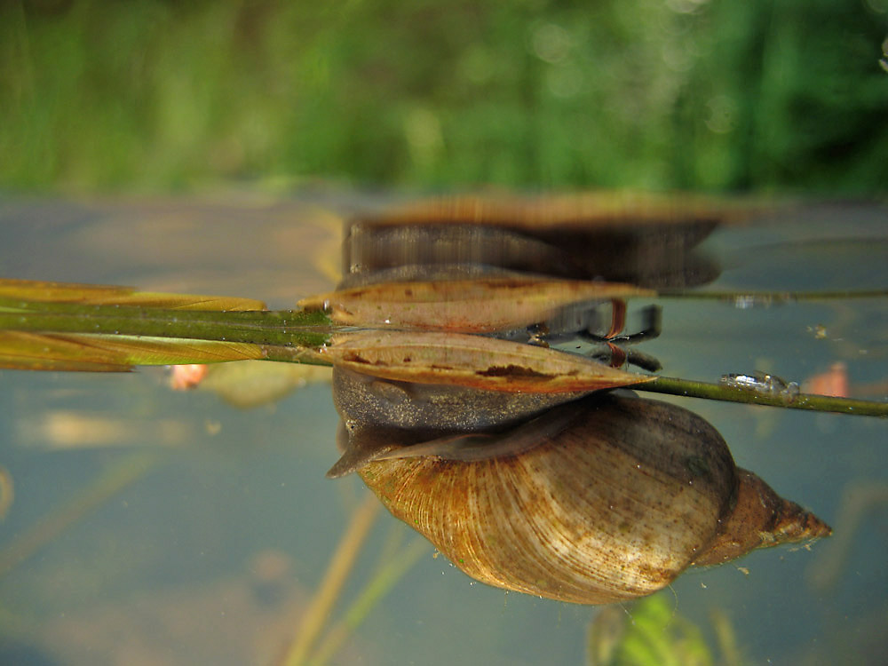 Schlammschnecke