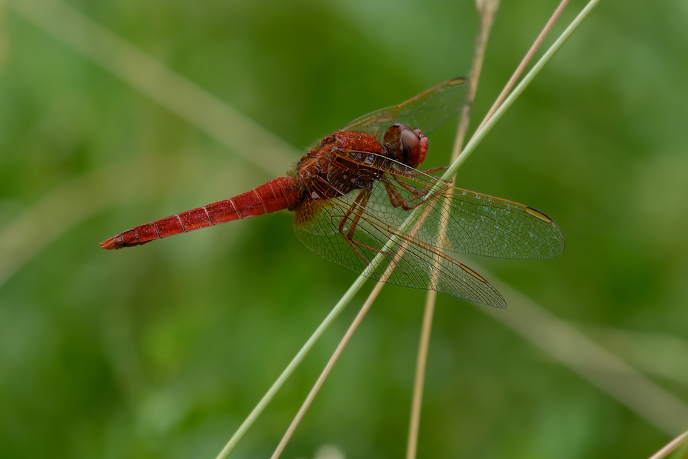 Feuerlibelle an der Ruhr ND