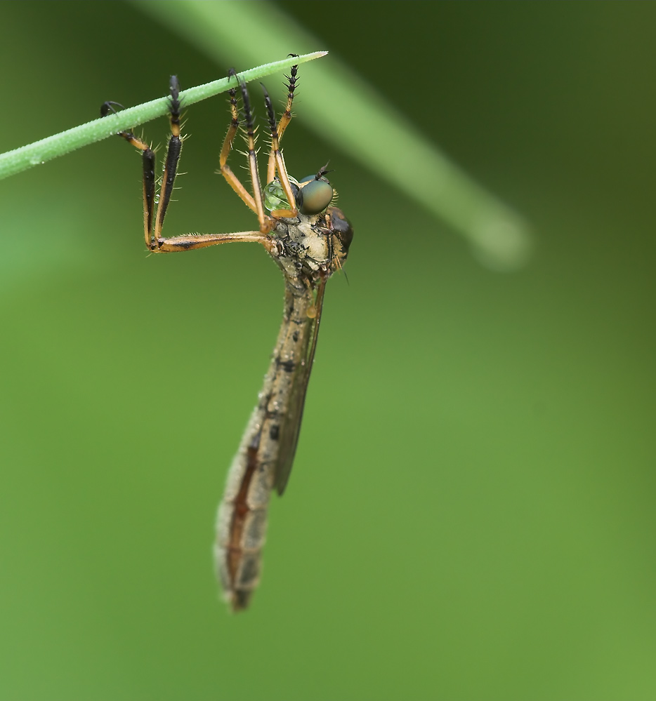 ND: Raubfliege in der Früh