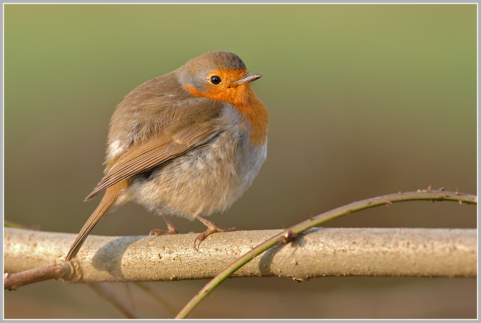 Rotkehlchen (Erithacus rubecula)