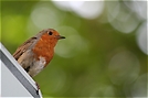 ND: Rotkehlchen (Erithacus rubecula)