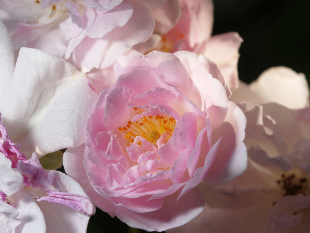 Kleine Rose
