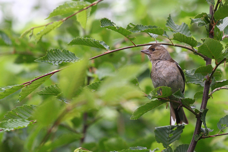 ND: Buchfink (Fringilla coelebs)